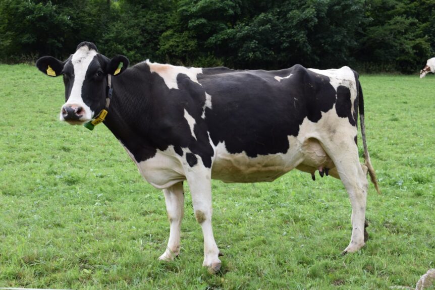 bail à cheptel investir dans une vache placement agricole